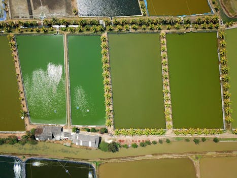 Aerial shot of vibrant fish ponds and palm trees in Kronjo, Indonesia.