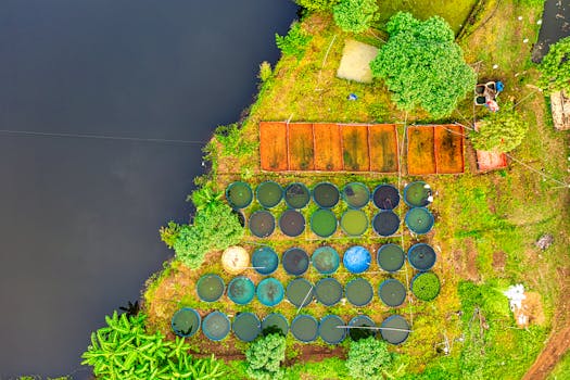 Colorful aerial shot of aquaculture fish ponds surrounded by lush greenery in Banten, Indonesia.